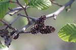 Hazel alder <BR>Tag alder